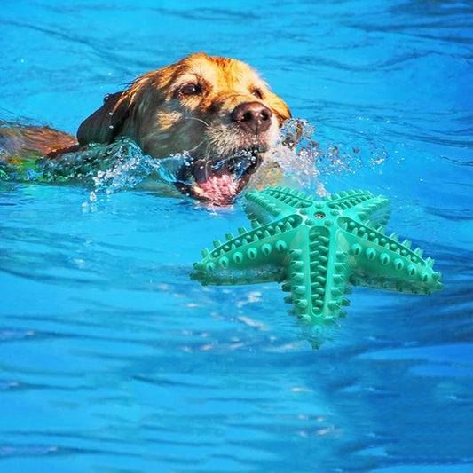 ChompStar Toy
